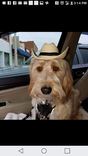 DownTown Dawg Grooming