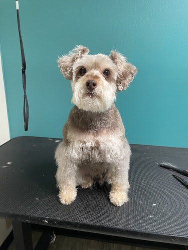 Downtown Designs and Grooming