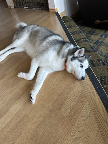 Downtown Seattle Mobile Grooming