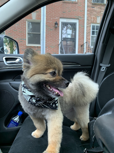 Downtown Woody's Grooming