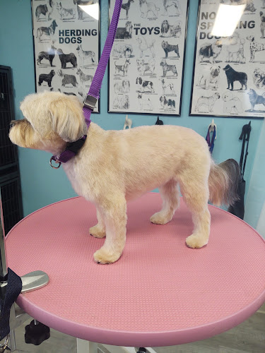 Dream It Be It Pet Salon