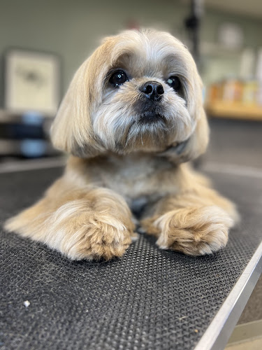 Dtails Pet Grooming & Nutrition