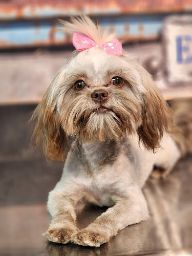 Duke City Dog Spa and Lodge