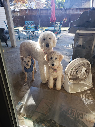 Eagle Stadium Dog Grooming