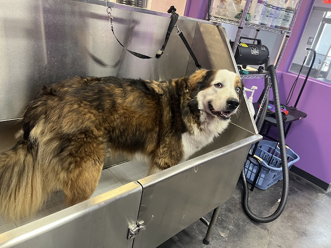 Earth Pets Holistic Pet Spa