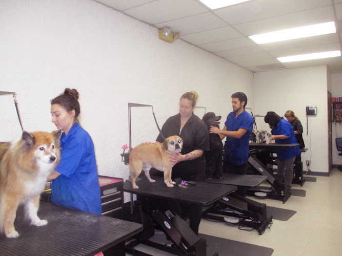 El Camino Pet Grooming