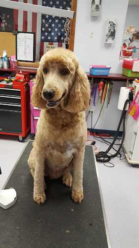 Elena's Shear Magic Pet Stylng