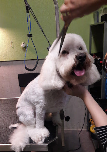 Elise's Dog Grooming