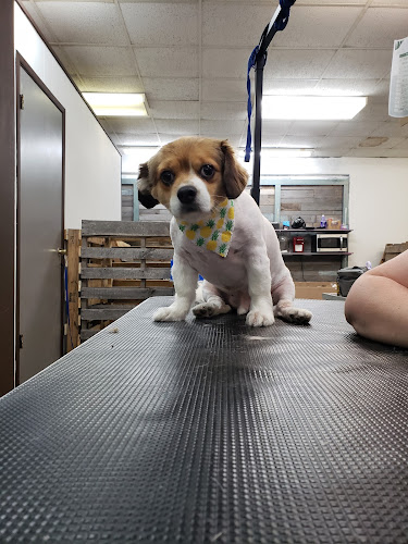 Elizabeth's Grooming