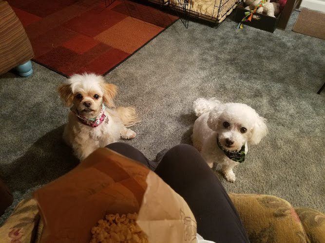 Empire Pets Grooming Boutique and Salon