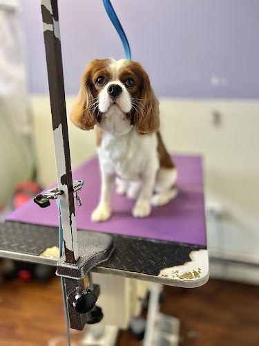 Enchanted Blue Groom Room LLC