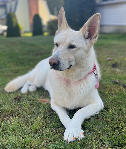 Endless Pawsabilities