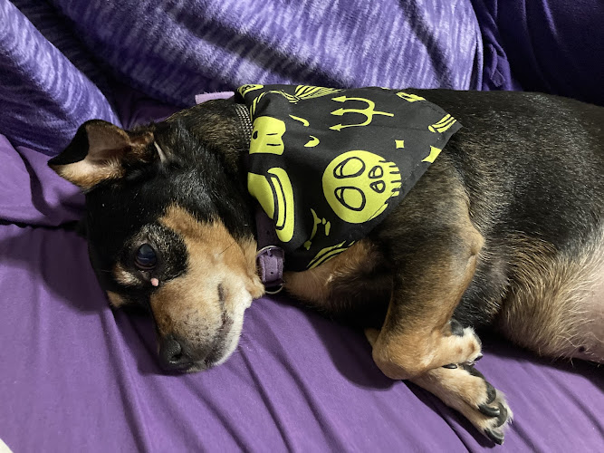 Endless PAWSibilities