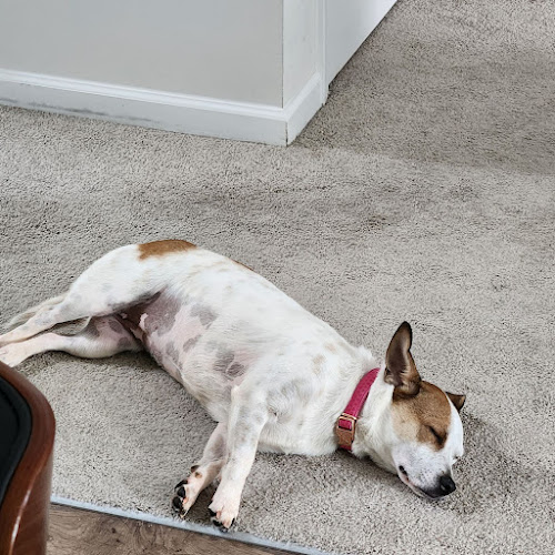 F.A.N.G Friendly Affordable Neighborhood Grooming