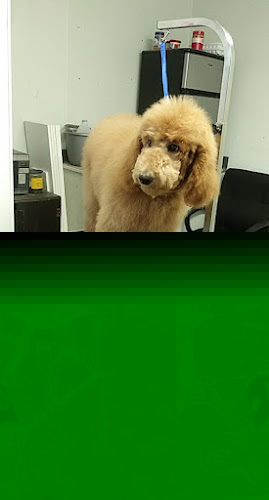 Faith’s Pet Grooming