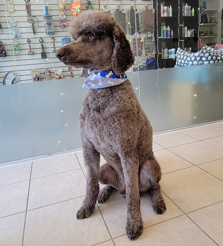 Fancy Doggy-Dog Grooming, Daycare and Boarding(Doggy Doggy) 애견 미용실