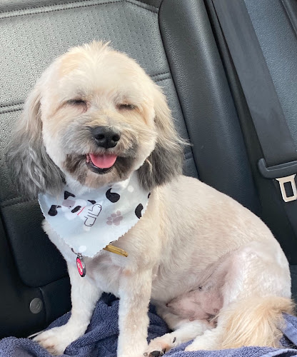 FANCY PAWS Dog Grooming Corpus Christi Texas