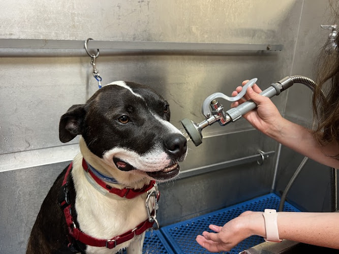 Feeders Pet Supply Grooming & Pet Wash