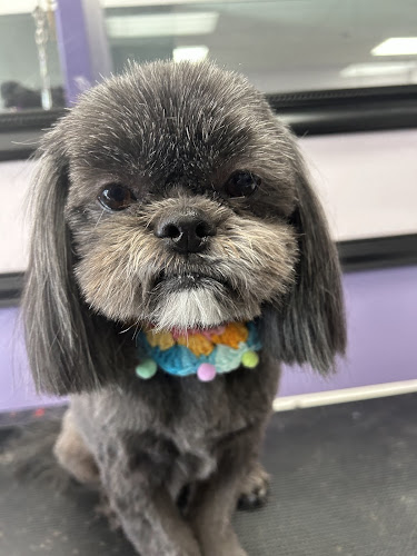 FeFe's Grooming Salon - Murrieta