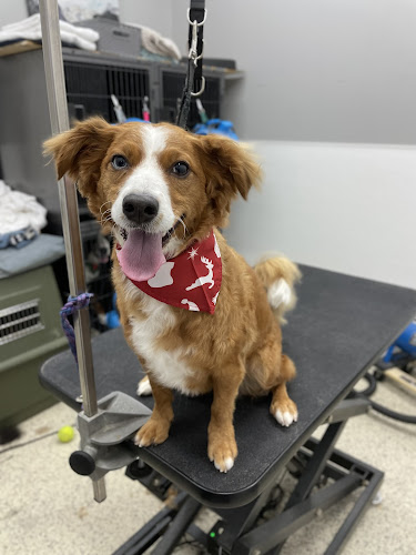 Fern & Fur Dog Grooming LLC