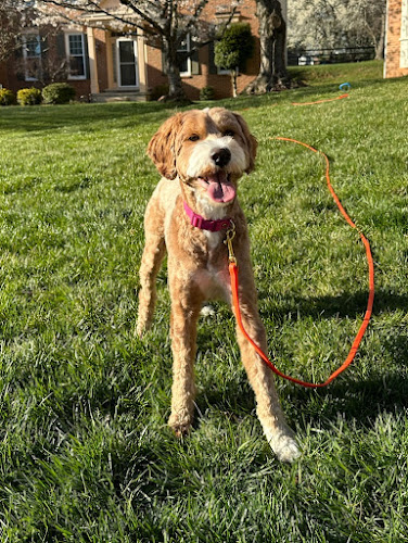 Fidoz N' Felinez Grooming Salon & Day Spa