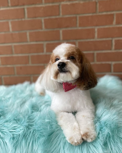 Fluff and Fetch Dog Grooming