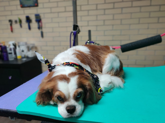 Fluffy Bubbles Pet Spa