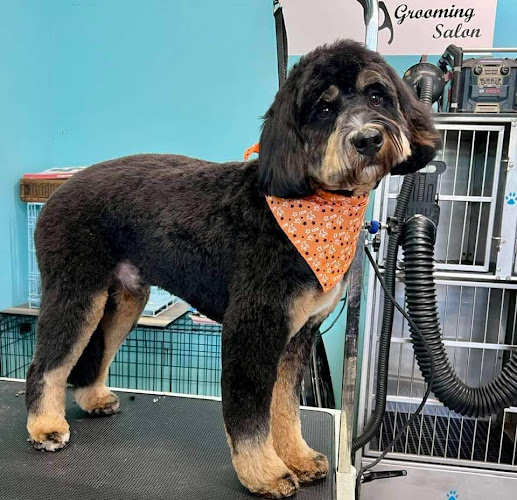 Fluffy Dog Cozy Cat Salon