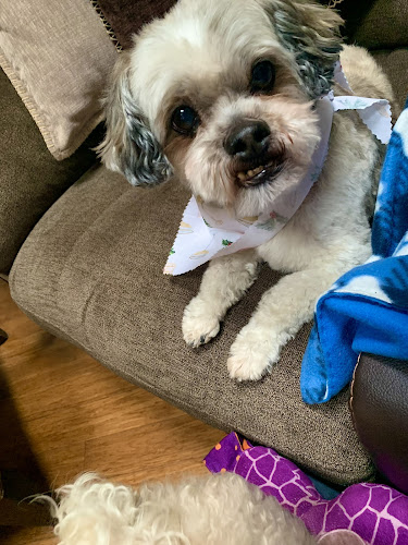 Fluffy Faces Pet Spa