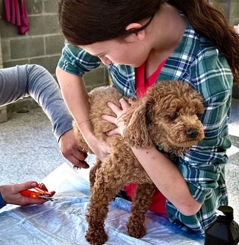 Fondo's Fluffy Friends