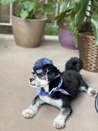 For Pet's Sake Grooming