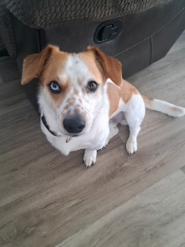 Four Paws Pet Grooming & Supplies