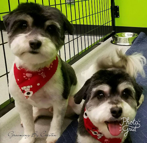 Foxy Locks Pet Grooming & Doggie Daycare