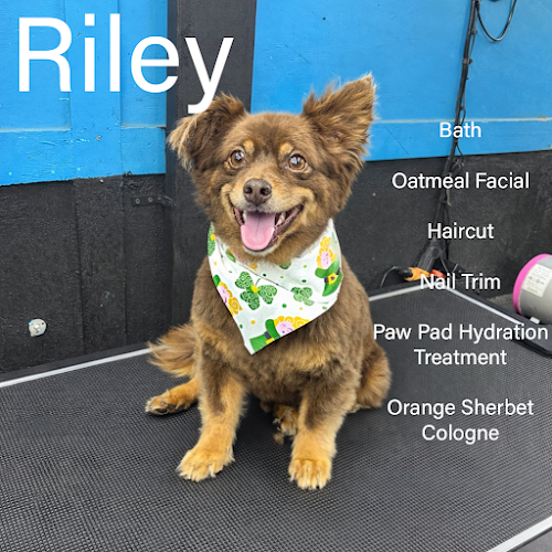 Freedom paws mobile groomer