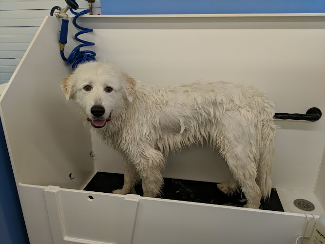 Frenchtown Dog Wash & Grooming