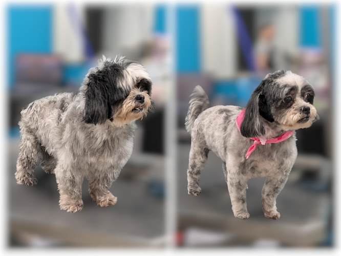 Fresh Coat Dog Grooming. (Within Furry and Fabulous)