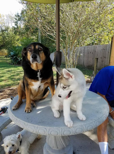 Fresh Prints Pet Lodge and Day Resort