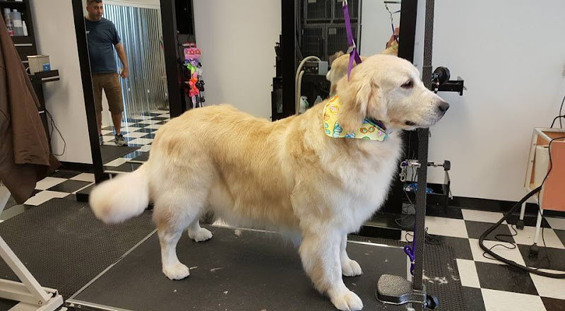 Fresh Prints Pet Spa