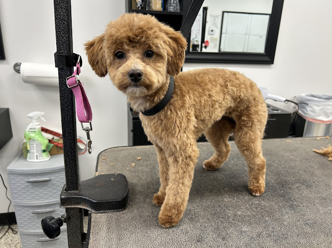 Freshcuts Salon & Mobile Dog Grooming