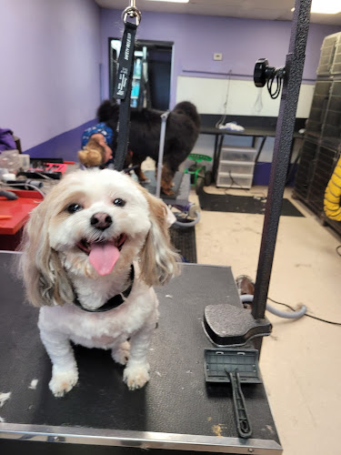 Friendly Paws Grooming