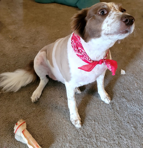 Friendly Pet Grooming