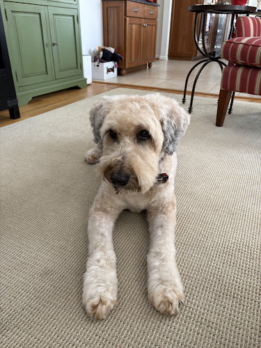 From Head to Tail Grooming Spa