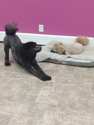 From Head To Tail Grooming