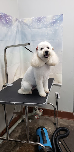 Für Babes Spa Pet Grooming