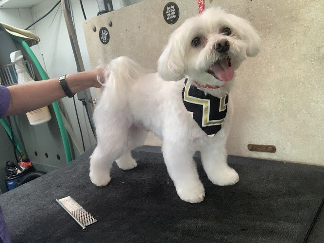 Fur de Leash Mobile Grooming