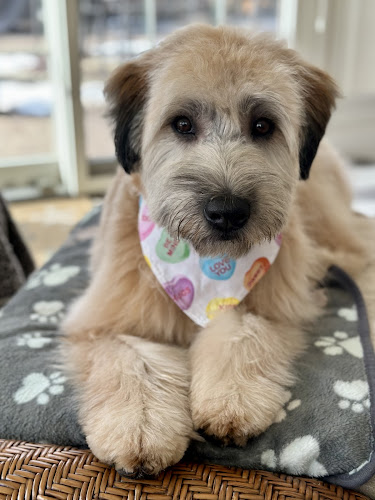 Fur-endly Dog Grooming