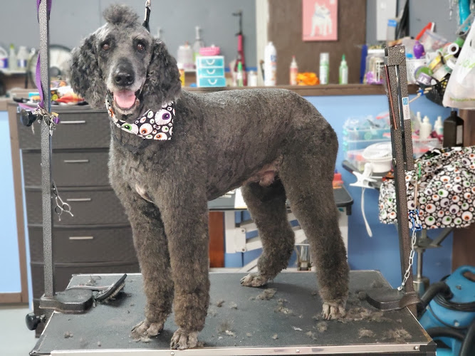 Fur-Ever Beautiful Llc