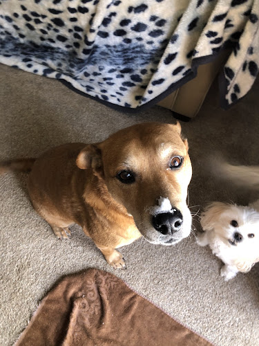 Fur & Feathers Pet Grooming