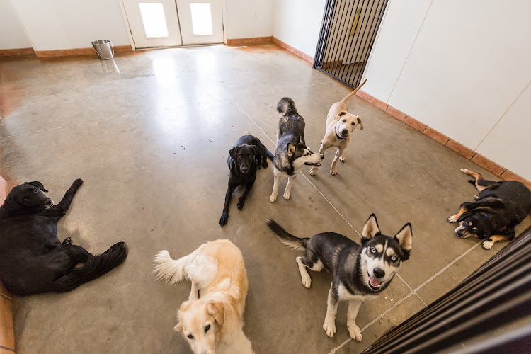 Fur & Feathers Pet Resort