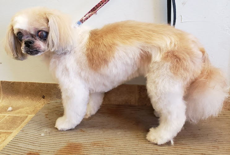 Fur Kids Lodge & Spa